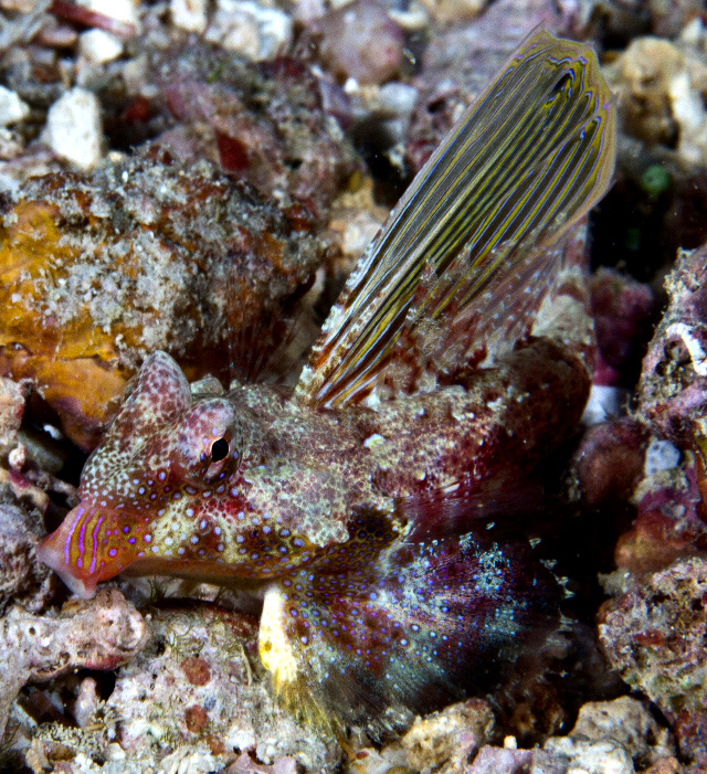 Note the highly linear dorsal fin pattern of this Fijian S. morrisoni. Credit: Mark Rosenstein