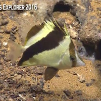 Prognathodes guyotensis captured on the Okeanos Explorer for the first time!