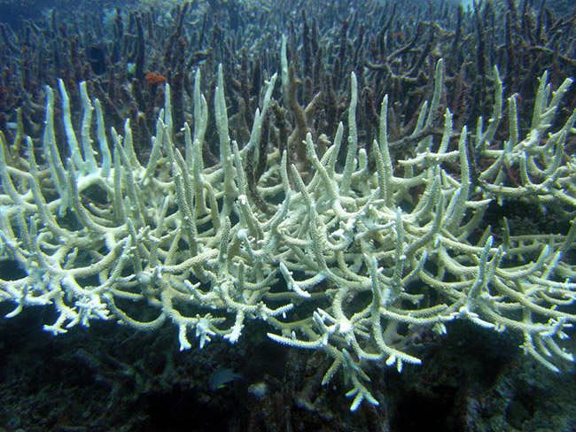 Bleached coral in the GBR. Credit: Matt Kiefer, CC 2.0