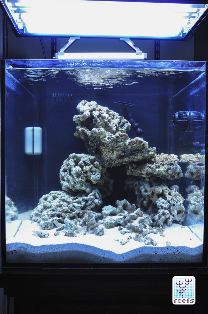 Author's first tank right after setting up