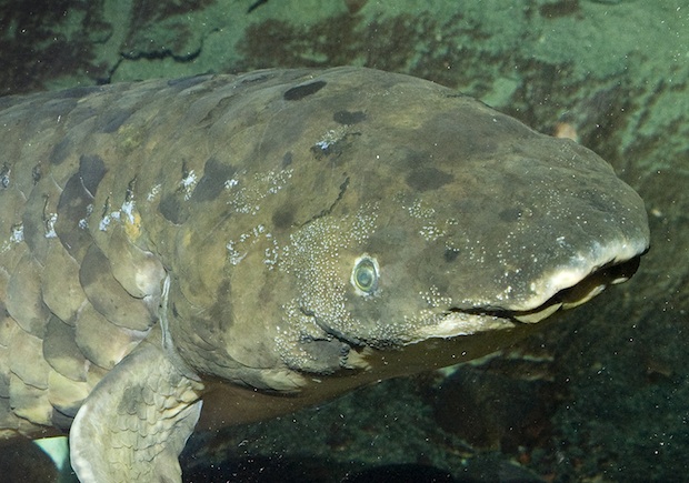 grandad-australian-lungfish