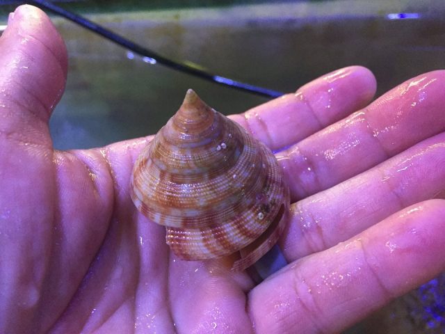 Slit shell snail Petrotrochus quoyanus. Credit: Dynasty Marine