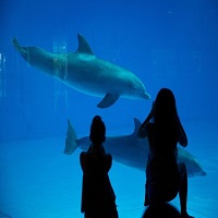 National Aquarium To Create Nations First Dolphin Sanctuary
