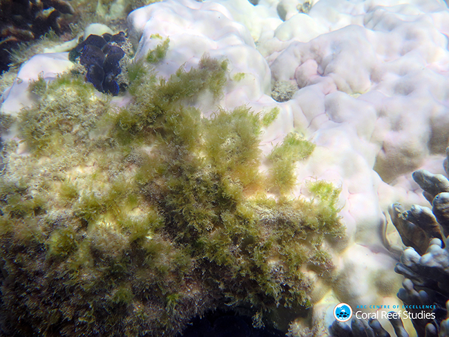Dying coral colonised by seaweed at Lizard Island during current bleaching event. Credit: Dorothea Bender-Champ