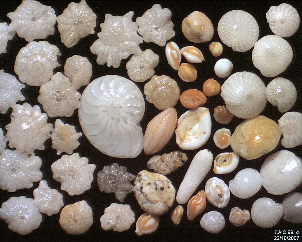 Assorted reef forams from Myanmar. Credit: Psammophile
