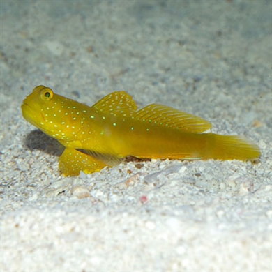Yellow watchman goby fish