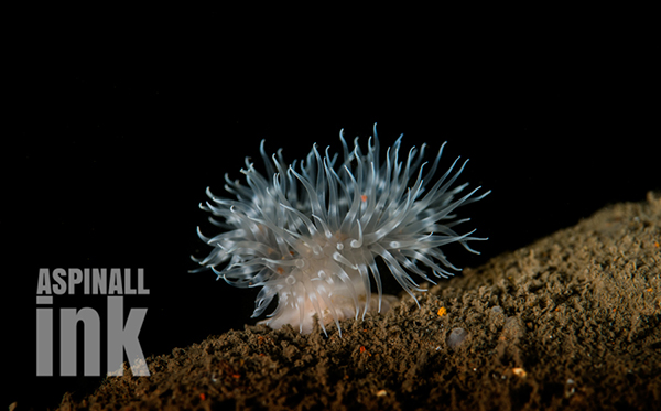 A small Plumose Anemone (Metridium senile) attached to a piece of steelwork.
