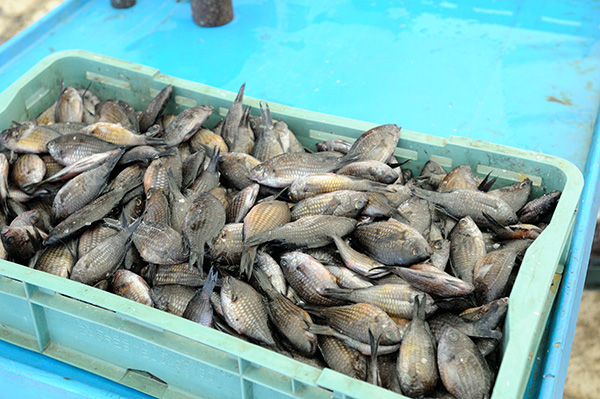 Damsel fish in a Mediterranean fish market. 