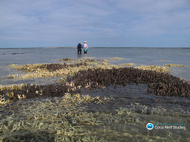 Researchers survey bleached corals in shallow water in the Kimberly region, Western Australia, during current bleaching event. Credit: Chris Cornwall