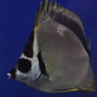 Monday Archives: Barberfish (Johnrandallia nigrirostris)