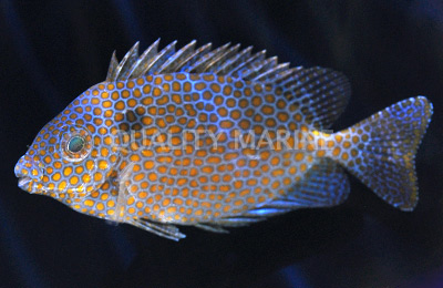 gold spotted rabbitfish - reefs