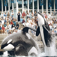Vancouver Aquarium Celebrates 60 Years