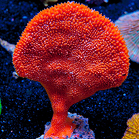 credit: Unique Corals