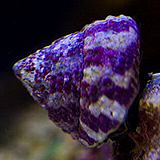 BandedTrochusSnail - reefs