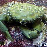 EmeraldCrab - reefs