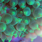 Entacmaea_quadricolor_green - reefs