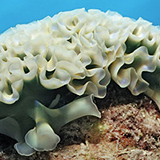 LettuceSeaSlug - reefs