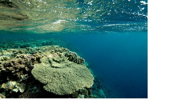 acropra aspinall - reefs