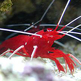 bloodfireshrimp - reefs