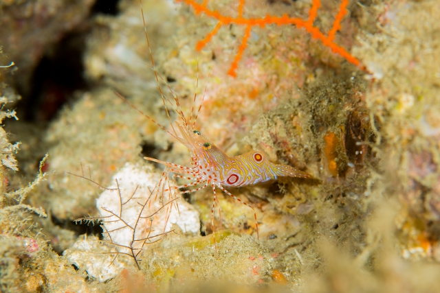 Plesionika cf bimaculatus, from Cebu, Philippines. Credit: brucelee / Aquarius Divers