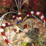 coralbandedshrimp - reefs