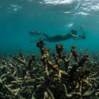 Local efforts to save reefs proving futile in the face of global degradation