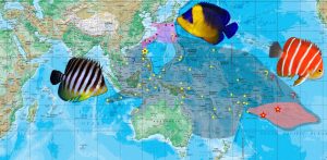 Note how the widespread Multibar Angelfish is replaced in Japan by Paracentropyge venusta.