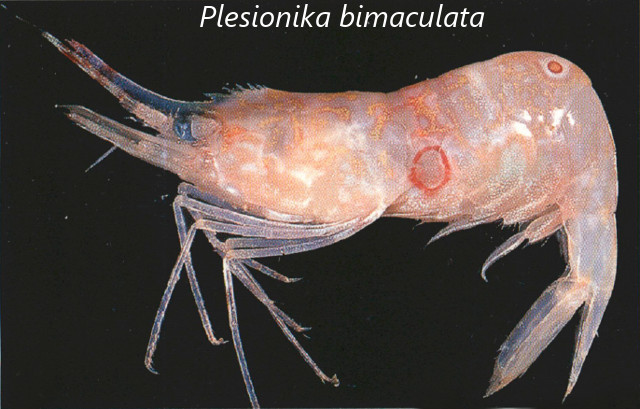 Plesionika bimaculata Modified from Chan 2004