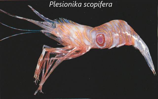 Plesionika eryhtrocyclus Modified from Chan 2004
