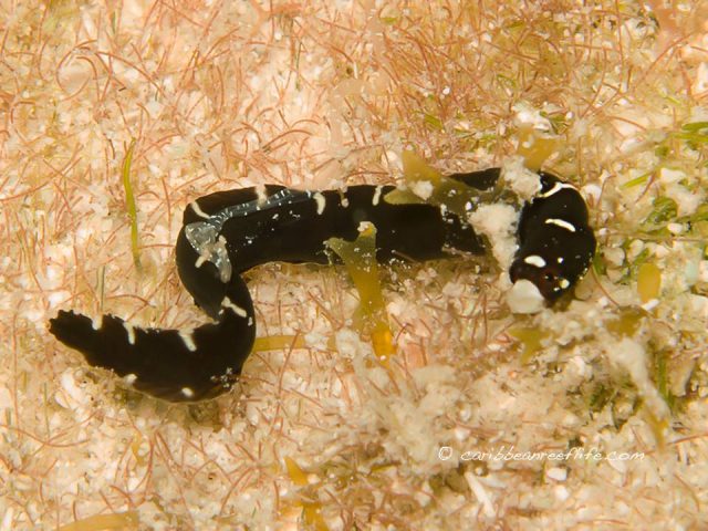 Blackbelly Blenny Stathmonotus hemphilii, form Honduras. Credit: caribbeanreeflife.com