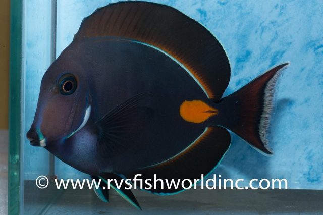 A young Acanthurus achilles from Cagayan, Philippines. Credit: Barnett Shutman / RVS Fishworld