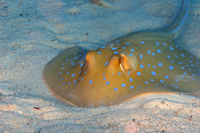 RCA_2380 blue spotted ray