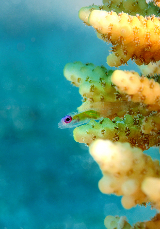 The acro polyps give you a clue as to how small this fish is