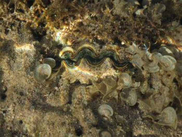 Tridacna maxima in a few inches of water surrounded by Padina. Photo by Richard Aspinall.