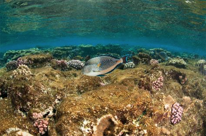 Acanthurus sohal can be found in sholas as well as lone specimens during breeding. The reef flat is rich with algae. Photo by Richard Aspinall.