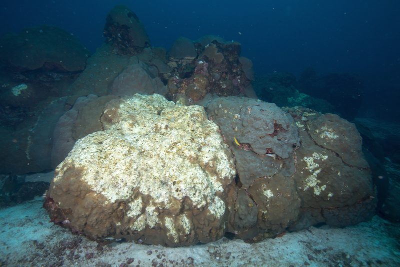 Star coral mortality at the Eastern FGBNMS. Image credit: FGBNMS/G.P. Schmahl