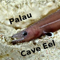 Monday Archives: Protanguilla, The Primitive Cave Eel of Palau