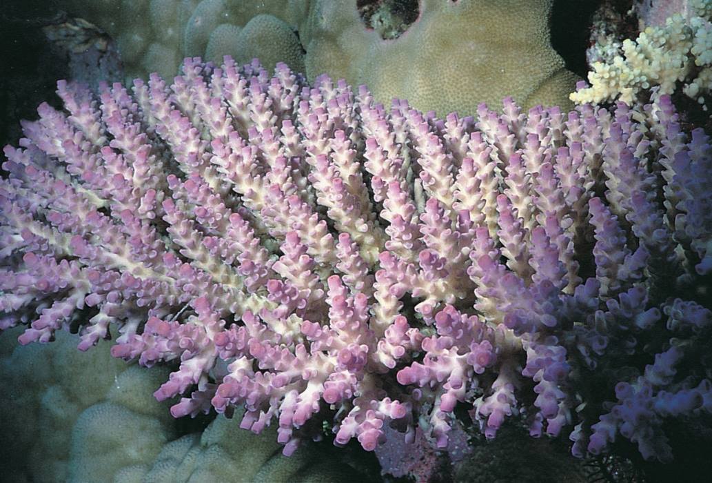 Temperature has a pronounced effect on Acropora larval mortality