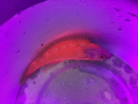 The red glow of an undescribed Cirrhilabrus sp. Credit: Cameron Bee / Monsoon Aquatics