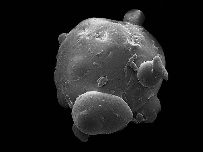 This is an image of a plastic microbead from a facewash, taken via scanning electron microscopy; it is about 0.5mm wide University of Exeter. Creative Commons