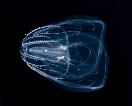 Comb jelly, Mnemiopsis sp.