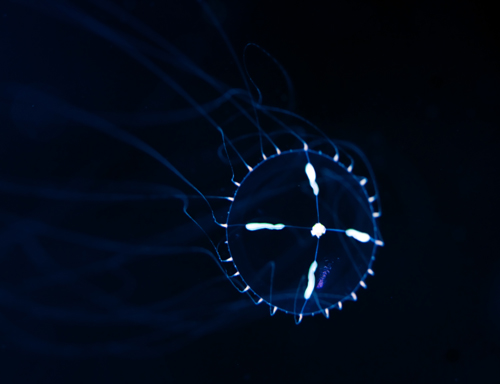 Unidentified medusa in the Ctenophore tank