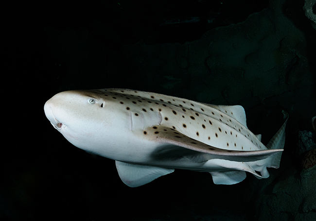 Dotty the Leopard Shark