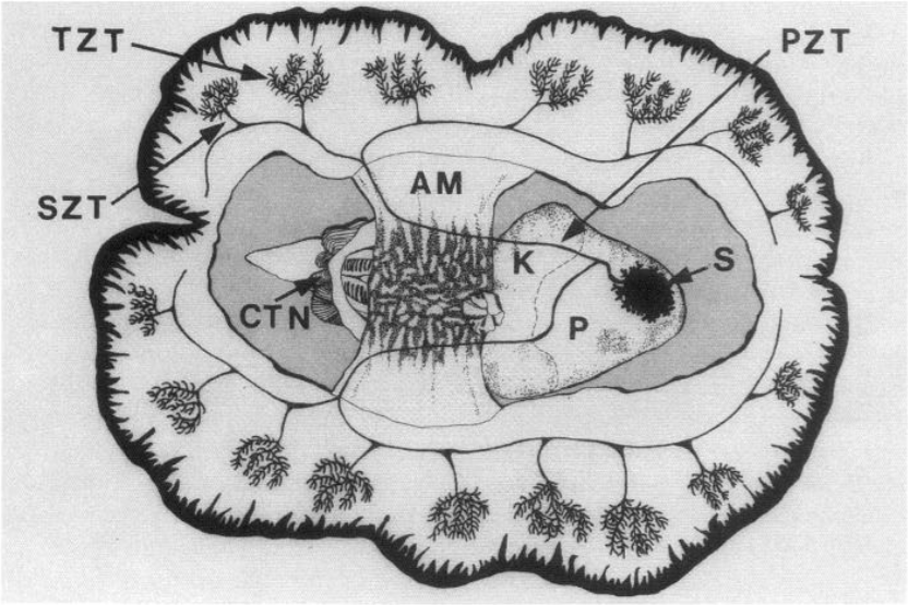 From Norton et al. 1992., medial and dorsal views of anatomical structures in giant clams, particularly those related to photosynthesis. Abbreviations as follows: S = stomach; PZT = primary zooxanthellal tube; AM = adductor muscle; BOF = byssal organ/foot; CTN = ctenidia/gills; K = kidney; P = pericardium; SM = siphonal muscle; SZT = secondary zooxanthellal tube; TZT = tertiary zooxanthellal tube. 