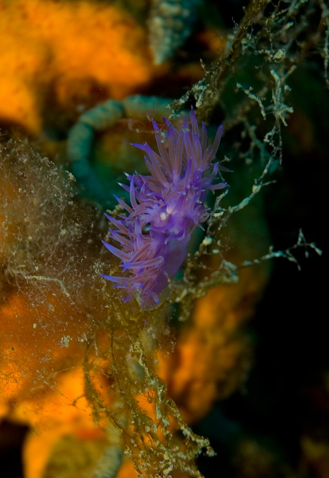 corfu-06-53-purple-nudibranch
