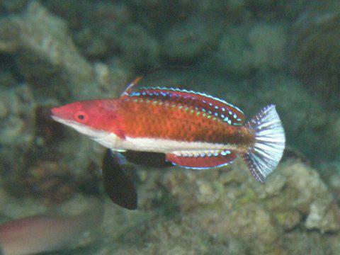 Note the shiny caudal fin in this male Cirrhilabrus joanallenae. Credit: MDx2