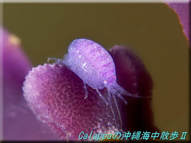 Unknown amphipod on Distichopora, from Okinawa. Credit: Calappa