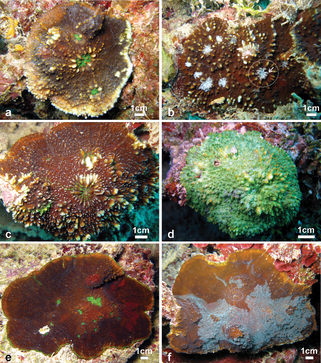 E. tarae, described in 2013, might not be so special after all. Credit: Benzoni et al 2013