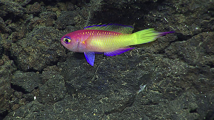 One of several specimens observed during the Okeanos Explorer expedition to the Mariana Islands. This fish is quite abundant in its mesophotic realm. Credit: NOAA Office of Oceanic Exploration & Research