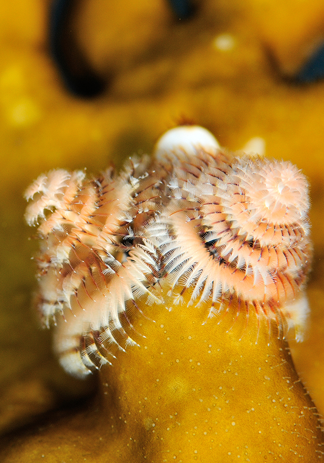 Plenty of this detail of this worm embedded into Millepora dichotomoa